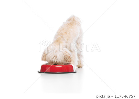 Cute little pet. Purebred Maltese dog eating from red bawl against white studio background. Canine food and balanced nutrition. 117546757