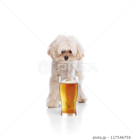 Cute, curious pet, purebred Maltese with white fur standing behind glass of frothy beer against white studio background. 117546758