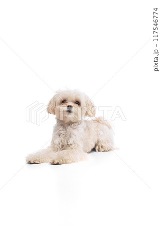 Cute charming Maltese dog, lying and looking at camera peacefully, calmly against white studio background. 117546774