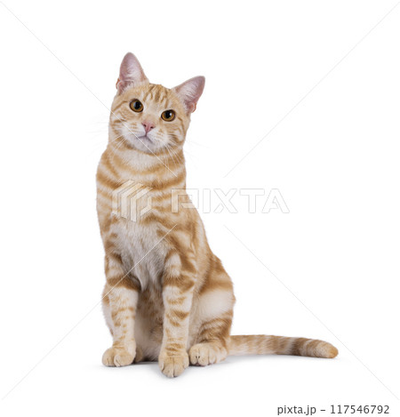 European Shorthair cat on white background 117546792