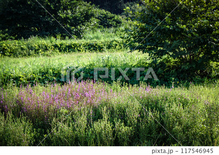 秋田県仙北町田沢湖の近くの湿原のミソハギの花 秋田県仙北町田沢湖の近くの湿原のミソハギの花 117546945