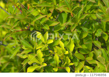 陽射を浴びる夏のドウダンツツジ 陽射を浴びる夏のドウダンツツジ 117546956