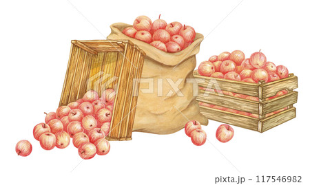 Ripe red apples in canvas sack and wooden crates. Harvest time. Hand drawn burlap bag and old boxes with freshly picked crop and few fruits scattered beside. Isolated Watercolor Farm organic food 117546982