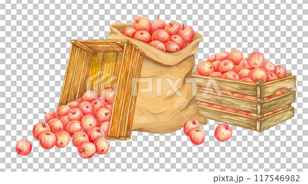 Ripe red apples in canvas sack and wooden crates. Harvest time. Hand drawn burlap bag and old boxes with freshly picked crop and few fruits scattered beside. Isolated Watercolor Farm organic food 117546982