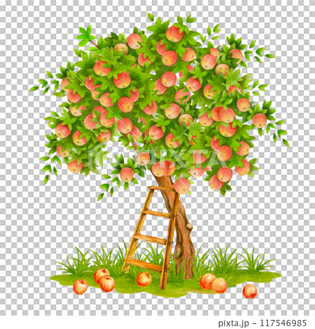 Watercolor hand drawn apple tree in fruit with old wooden ladder leaning against it and fallen fruits scattered on the grass under it. Garden still life. Isolated composition in retro style for design 117546985