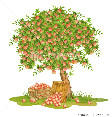 Harvest time. Isolated watercolor vintage composition of tree strewn with ripe red fruits. Hand drawn wooden crates full of apples and fruits scattered on grass under tree for harvest festival designs 117546986