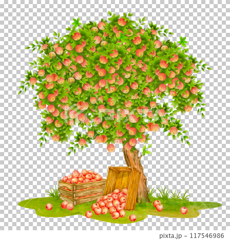 Harvest time. Isolated watercolor vintage composition of tree strewn with ripe red fruits. Hand drawn wooden crates full of apples and fruits scattered on grass under tree for harvest festival designs 117546986