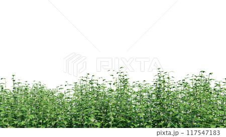 vegetation nature plant green natural environment foliage background 3d render. 117547183