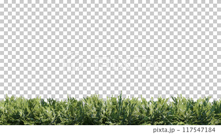 vegetation nature plant green natural environment foliage background 3d render. vegetation nature plant green natural environment foliage background 3d render. 117547184