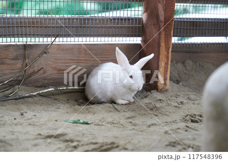 A white rabbit sits behind a wooden fence in the open air at the zoo. A small hare with space to copy. High quality photo 117548396