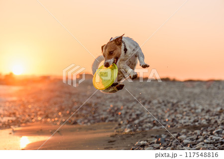 Dog jumping and catching plastic flying disc playing at sea beach in sunset light Dog jumping and catching plastic flying disc playing at sea beach in sunset light 117548816