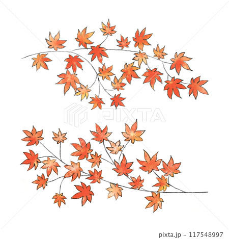 紅葉したモミジ 117548997