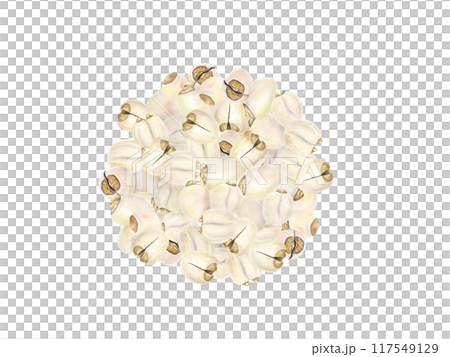 Peeled Water Lily Seed heap watercolor illustration clip art. Tasty lotus popcorn seed food. White nuts pile. Freshly harvested Indian flower seeds. For kitchen inspired designs, cooking blogs Peeled Water Lily Seed heap watercolor illustration clip art. Tasty lotus popcorn seed food. White nuts pile. Freshly harvested Indian flower seeds. For kitchen inspired designs, cooking blogs 117549129