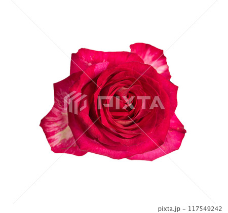 Pink rose top view. Beautiful single light flower isolated on white background. Natural object for design to Valentines Day, mother Day, anniversary, wedding Pink rose top view. Beautiful single light flower isolated on white background. Natural object for design to Valentines Day, mother Day, anniversary, wedding 117549242