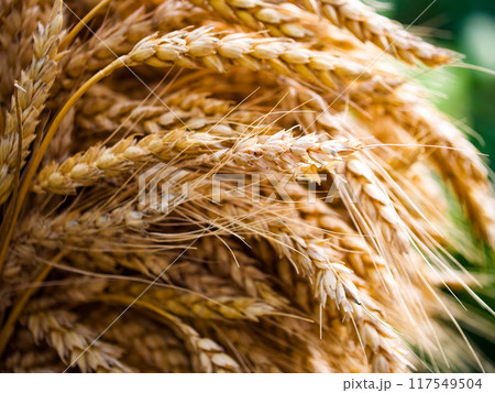 The rich texture of golden wheat grains highlighted, embodying natural abundance and agricultural themes. The rich texture of golden wheat grains highlighted, embodying natural abundance and agricultural themes. 117549504