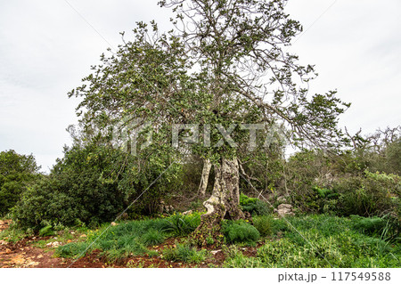 Hiking to the Rocha da Pena in Algarve region, Portugal, 117549588