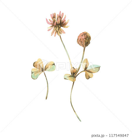 Clover flower, bud and leaves in ochre, brown, pink and turquoise colors, wild, meadow herbs, dried flowers. Watercolor botanical illustration, hand drawn. Set of elements isolated from the background 117549847
