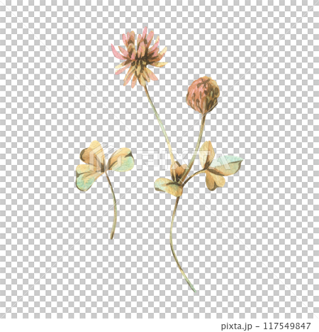 Clover flower, bud and leaves in ochre, brown, pink and turquoise colors, wild, meadow herbs, dried flowers. Watercolor botanical illustration, hand drawn. Set of elements isolated from the background 117549847