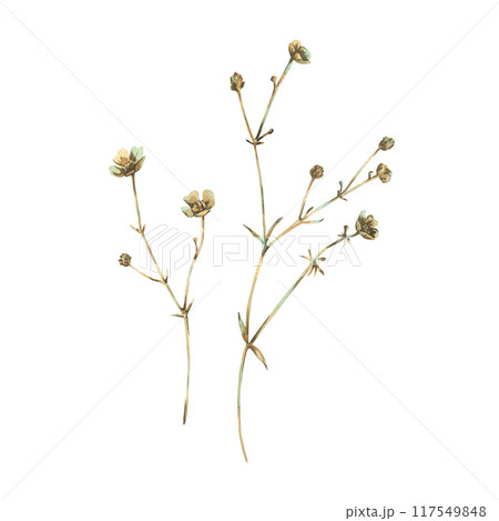 Ranunculus acris two branches in ochre, brown, pink and turquoise, wild, meadow herbs, dried flowers. Watercolor botanical illustration, hand drawn. Set of elements isolated from the background. 117549848