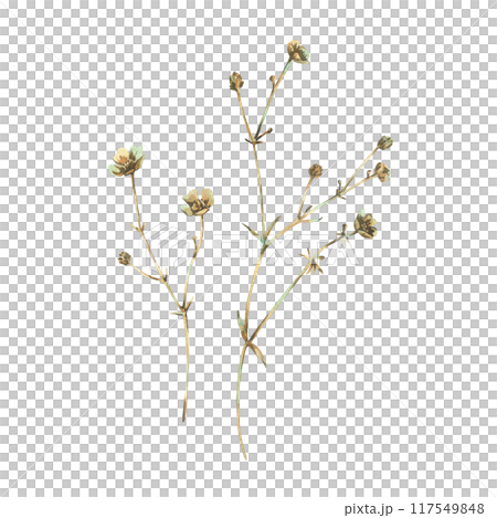Ranunculus acris two branches in ochre, brown, pink and turquoise, wild, meadow herbs, dried flowers. Watercolor botanical illustration, hand drawn. Set of elements isolated from the background. 117549848