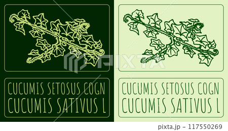 Vector drawing CUCUMIS SETOSUS COGN. Hand drawn illustration. Latin name is CUCUMIS SATIVUS L 117550269