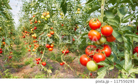 Organic tomatoes in a greenhouse, selective focus. Organic tomatoes in a greenhouse, selective focus. 117550293