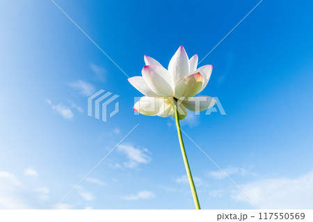 青空をバックに咲き誇る一輪の蓮の花 青空をバックに咲き誇る一輪の蓮の花 117550569