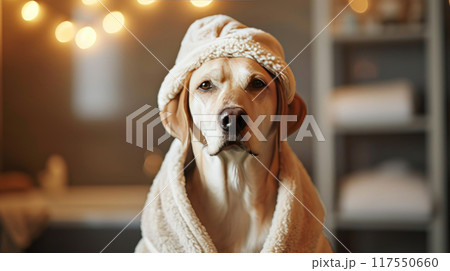 Pampered dog in Spa Bathrobe 117550660