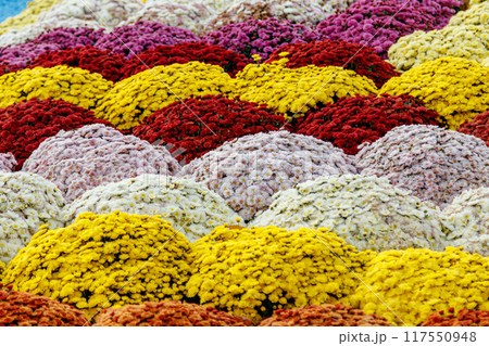 multi-colored flower beds of beautiful chrysanthemums multi-colored flower beds of beautiful chrysanthemums 117550948