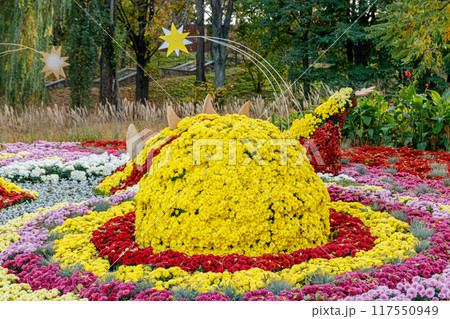 multi-colored flower beds of beautiful chrysanthemums 117550949