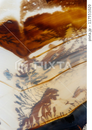 macro mineral stone Agata muschiata on a white background 117551020
