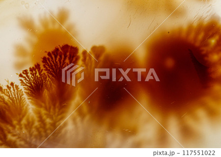 macro mineral stone Agata muschiata on a white background 117551022