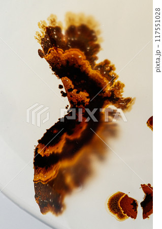 macro mineral stone Agata muschiata on a white background 117551028