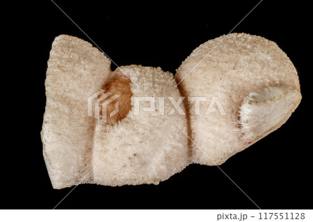 Macro stone mordenite mineral on a black background Macro stone mordenite mineral on a black background 117551128