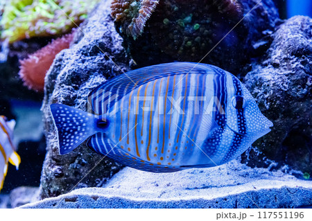 Zebrasoma fish sailing Zebrasoma desjardini Zebrasoma fish sailing Zebrasoma desjardini 117551196
