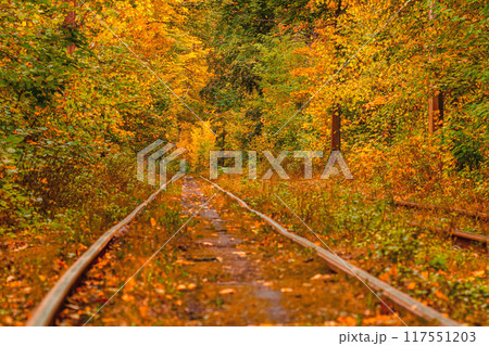 Autumn forest through which an old tram rides (Ukraine) 117551203