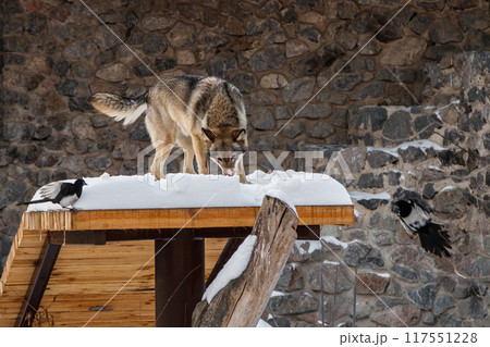 beautiful wolf on a snowy road 117551228