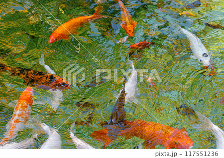 macro koi fish carps in water 117551236