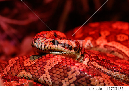 beautiful pair of kites coastal carpet python beautiful pair of kites coastal carpet python 117551254