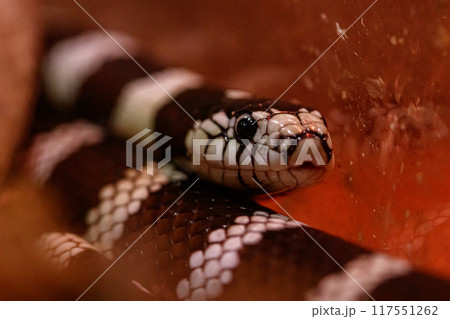 macro beautiful california kingsnake snake 117551262