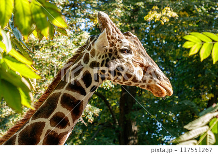 macro beautiful giraffe among the foliage macro beautiful giraffe among the foliage 117551267