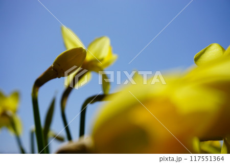 水仙の花 117551364