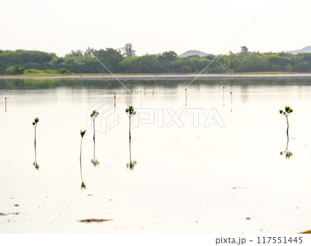 水面とマングローブ 水面とマングローブ 117551445