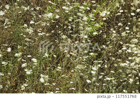 A field with tall green grass. Tall small flowers growing inside. Horizontal. Background. Texture A field with tall green grass. Tall small flowers growing inside. Horizontal. Background. Texture 117551768