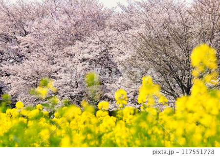 権現堂桜堤の満開の桜と菜の花 ( 埼玉県 幸手市 ) 権現堂桜堤の満開の桜と菜の花 ( 埼玉県 幸手市 ) 117551778