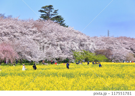 権現堂桜堤の満開の桜と菜の花 ( 埼玉県 幸手市 ) 権現堂桜堤の満開の桜と菜の花 ( 埼玉県 幸手市 ) 117551781
