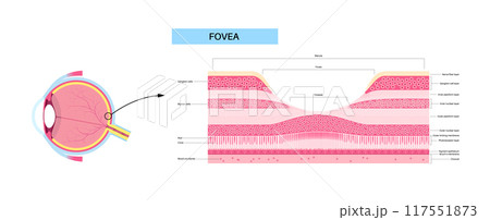 Macula fovea and foveola Macula fovea and foveola 117551873