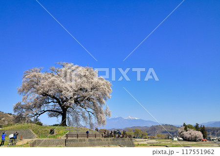 満開のわに塚の桜 ( 山梨県 韮崎市 ) 117551962
