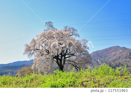 満開のわに塚の桜 ( 山梨県 韮崎市 ) 117551963