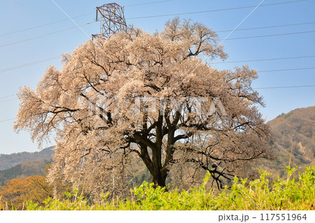 満開のわに塚の桜 ( 山梨県 韮崎市 ) 117551964